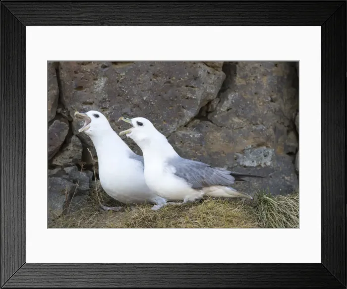 Framed Print : Picture No. 11980577 Framed Print : Picture No. 11980577