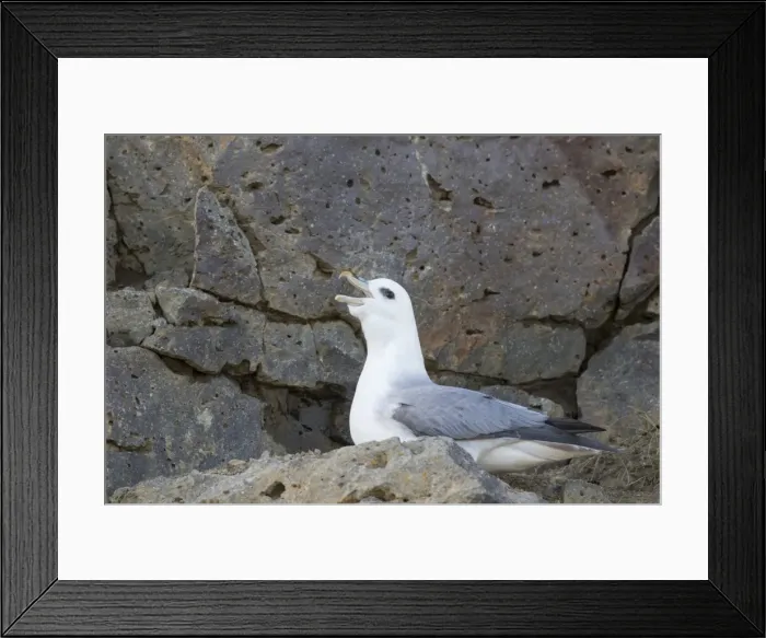 Framed Print : Picture No. 11980579 Framed Print : Picture No. 11980579