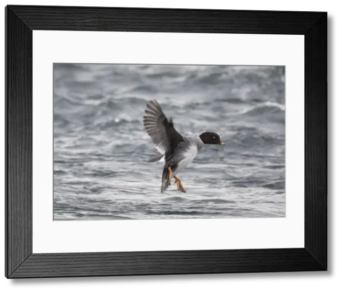 Framed Print : Picture No. 11980580 Framed Print : Picture No. 11980580