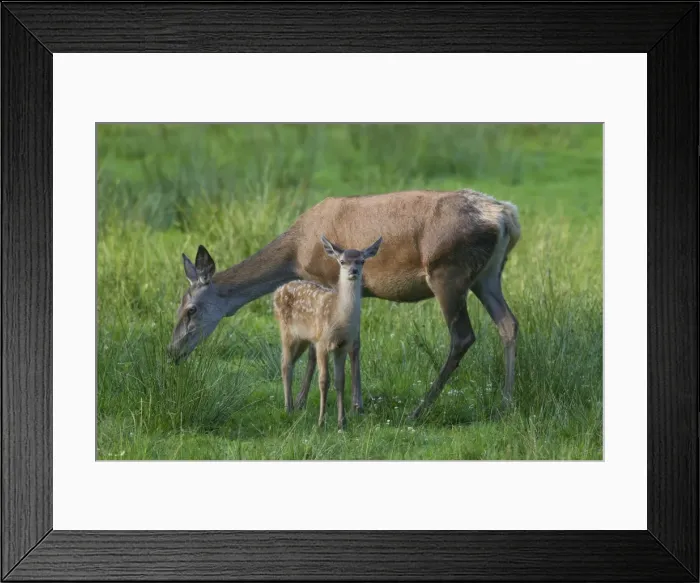 Framed Print : Picture No. 11980581 Framed Print : Picture No. 11980581