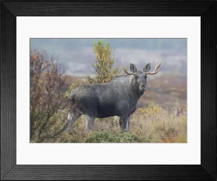 Framed Print : Picture No. 11980585