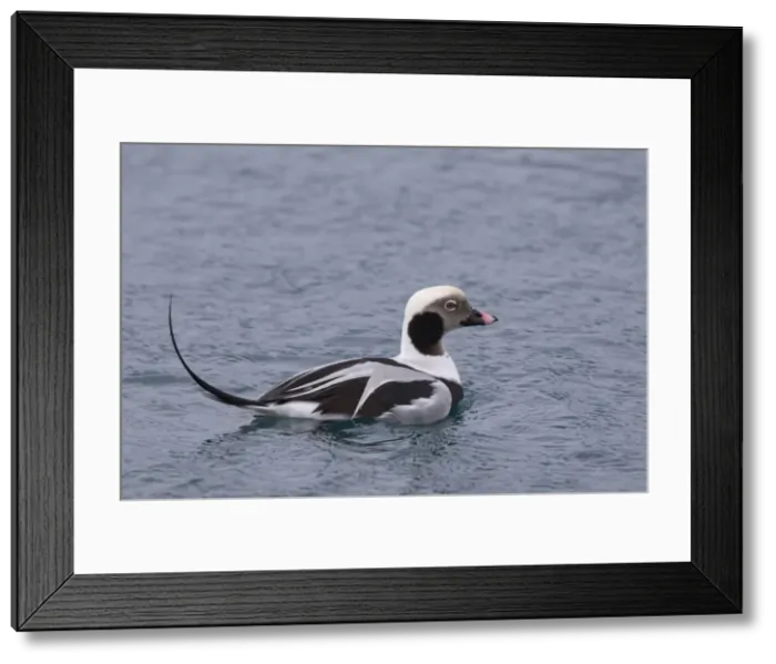 Framed Print : Picture No. 11980587 Framed Print : Picture No. 11980587