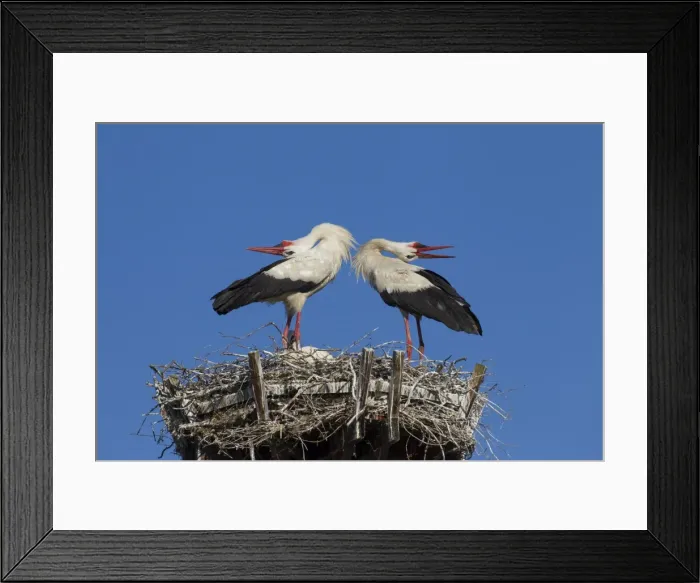 Framed Print : Picture No. 11980596 Framed Print : Picture No. 11980596