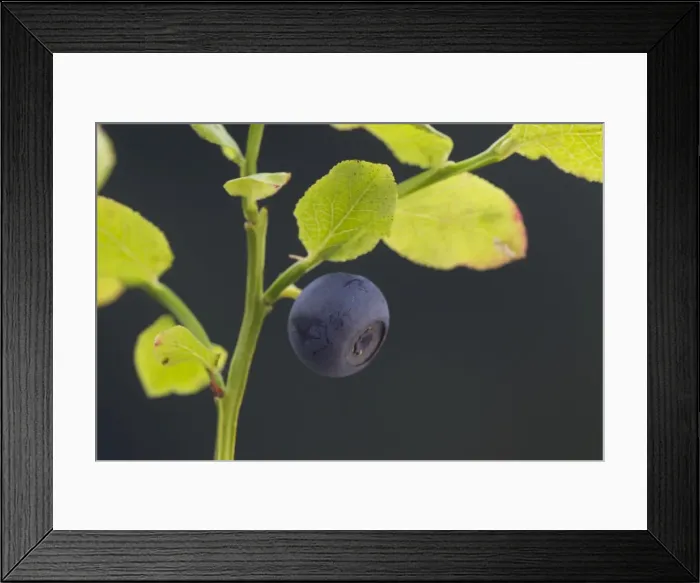 Framed Print : Picture No. 11980597