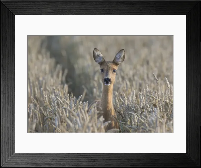 Framed Print : Picture No. 11980599