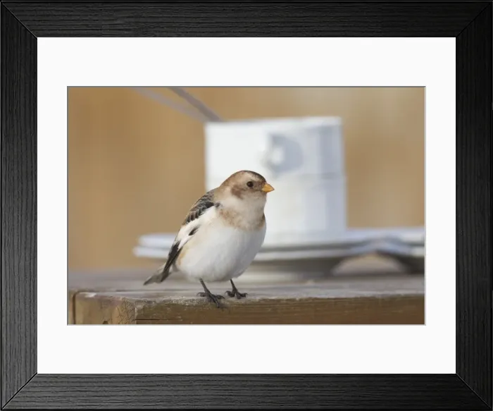 Framed Print : Picture No. 11980600 Framed Print : Picture No. 11980600