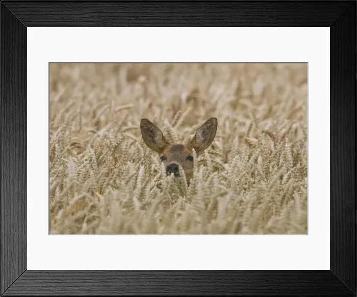 Framed Print : Picture No. 11980602 Framed Print : Picture No. 11980602