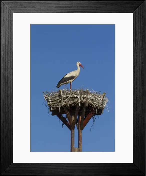 Framed Print : Picture No. 11980603 Framed Print : Picture No. 11980603