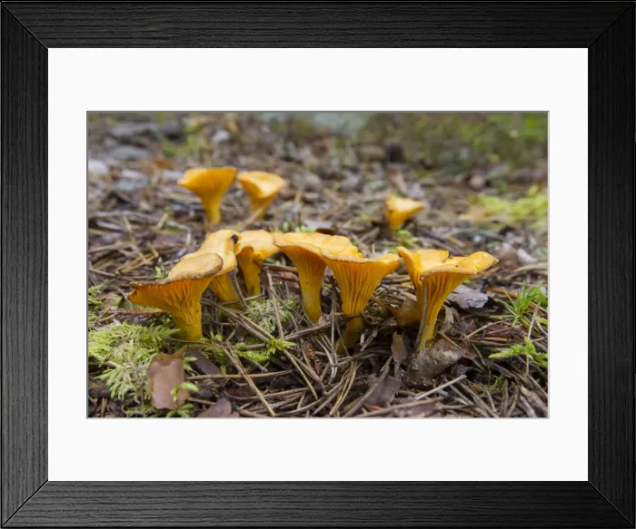 Framed Print : Picture No. 11980605 Framed Print : Picture No. 11980605