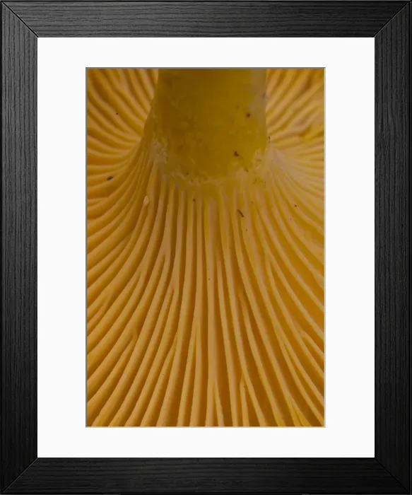 Framed Print : Picture No. 11980606 Framed Print : Picture No. 11980606