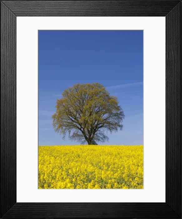Framed Print : Picture No. 11980607 Framed Print : Picture No. 11980607