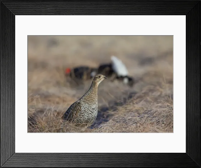 Framed Print : Picture No. 11980609 Framed Print : Picture No. 11980609