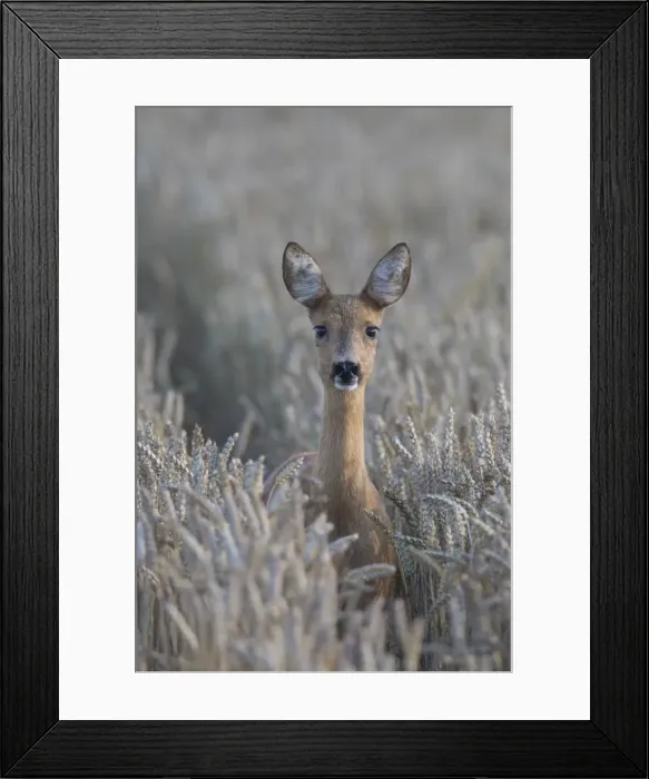 Framed Print : Picture No. 11980611 Framed Print : Picture No. 11980611
