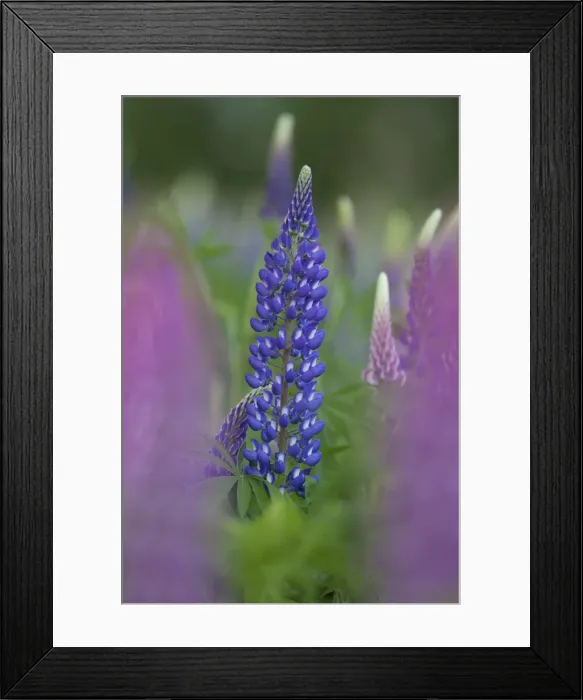 Framed Print : Picture No. 11980612 Framed Print : Picture No. 11980612