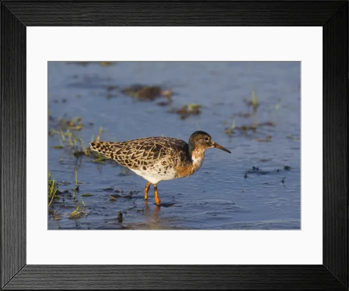 Framed Print : Picture No. 11980617 Framed Print : Picture No. 11980617