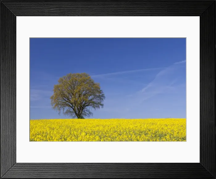 Framed Print : Picture No. 11980618 Framed Print : Picture No. 11980618