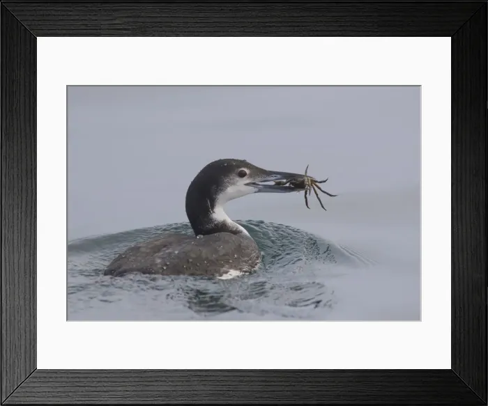 Framed Print : Picture No. 11980621 Framed Print : Picture No. 11980621