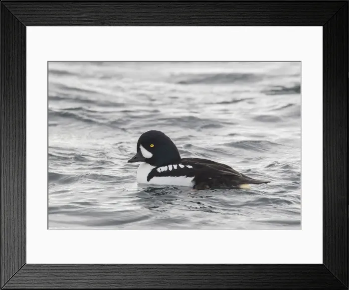 Framed Print : Picture No. 11980624