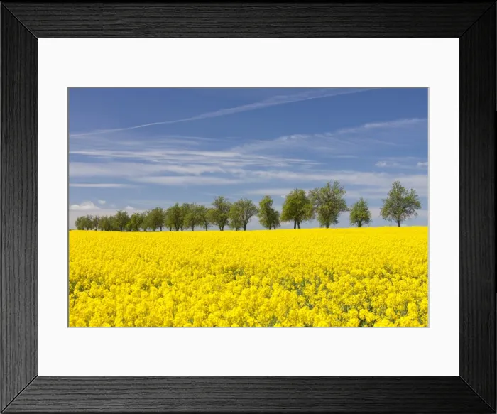 Framed Print : Picture No. 11980627 Framed Print : Picture No. 11980627