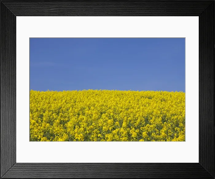 Framed Print : Picture No. 11980628 Framed Print : Picture No. 11980628