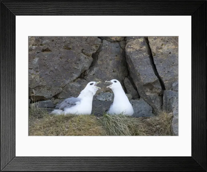 Framed Print : Picture No. 11980630 Framed Print : Picture No. 11980630