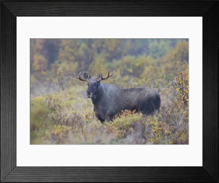 Framed Print : Picture No. 11980633