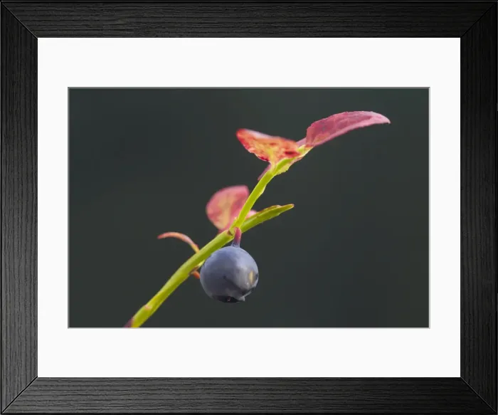 Framed Print : Picture No. 11980634