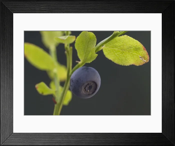 Framed Print : Picture No. 11980640 Framed Print : Picture No. 11980640