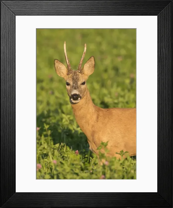 Framed Print : Picture No. 11980642 Framed Print : Picture No. 11980642