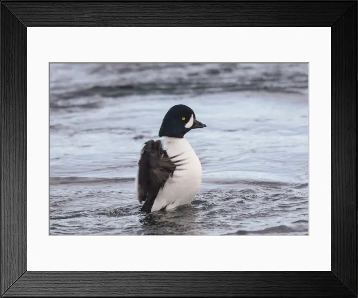 Framed Print : Picture No. 11980645