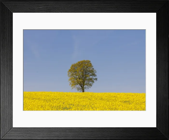 Framed Print : Picture No. 11980646 Framed Print : Picture No. 11980646