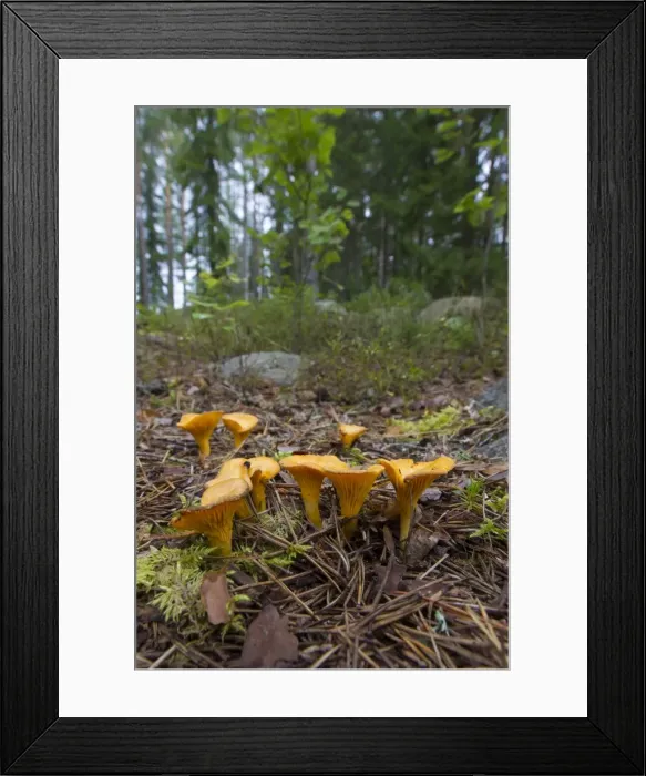 Framed Print : Picture No. 11980649