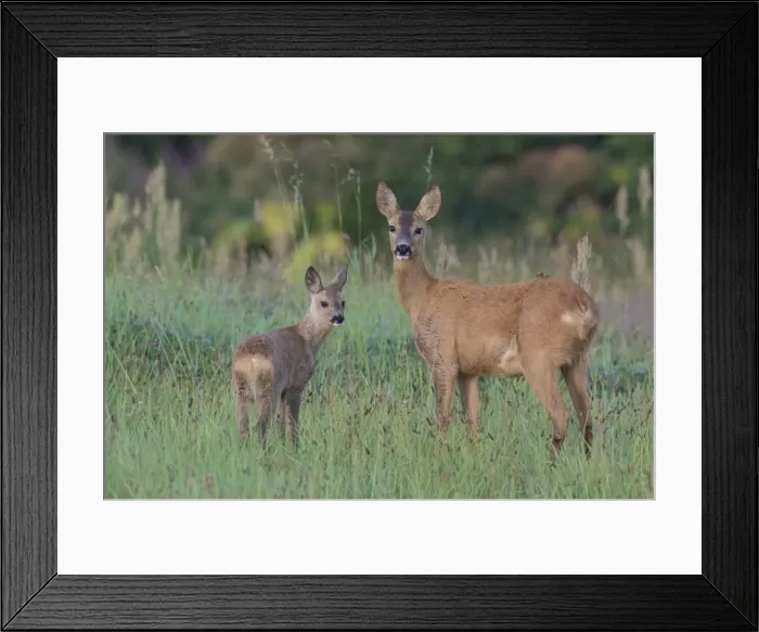Framed Print : Picture No. 11980651 Framed Print : Picture No. 11980651