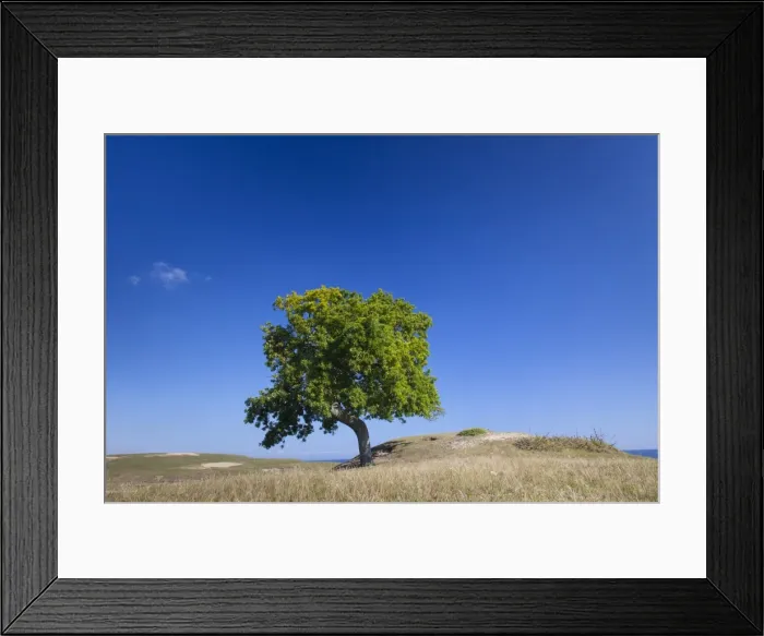 Framed Print : Picture No. 11980653