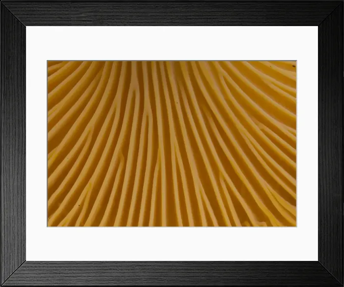 Framed Print : Picture No. 11980655 Framed Print : Picture No. 11980655