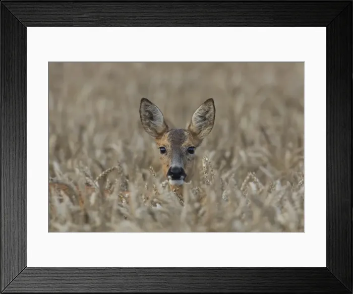 Framed Print : Picture No. 11980656 Framed Print : Picture No. 11980656