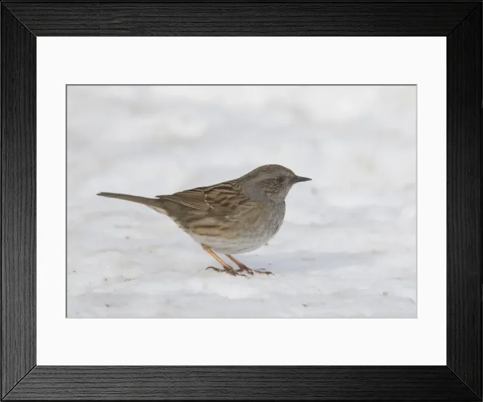 Framed Print : Picture No. 11981770 Framed Print : Picture No. 11981770