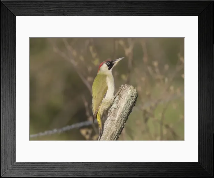 Framed Print : Picture No. 11981771 Framed Print : Picture No. 11981771