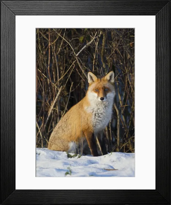 Framed Print : Picture No. 11981772 Framed Print : Picture No. 11981772
