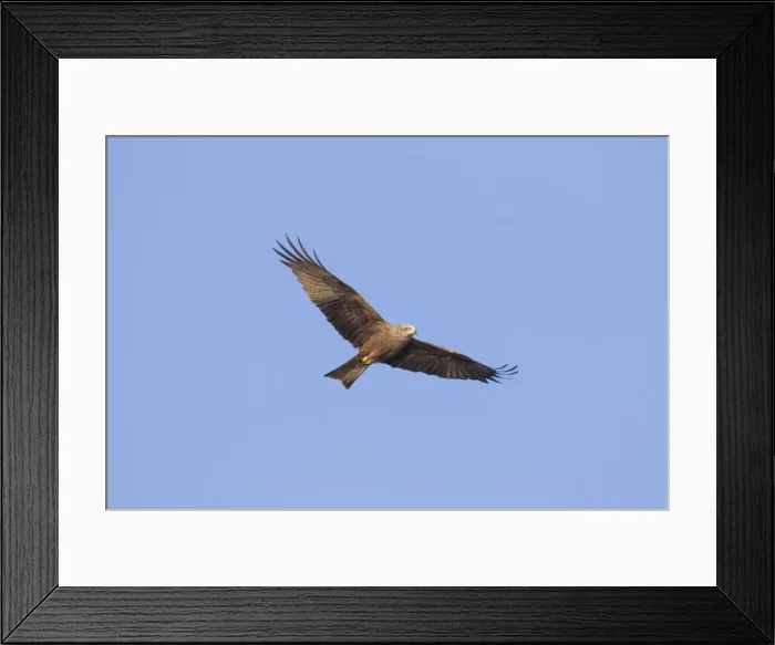 Framed Print : Picture No. 11981773 Framed Print : Picture No. 11981773