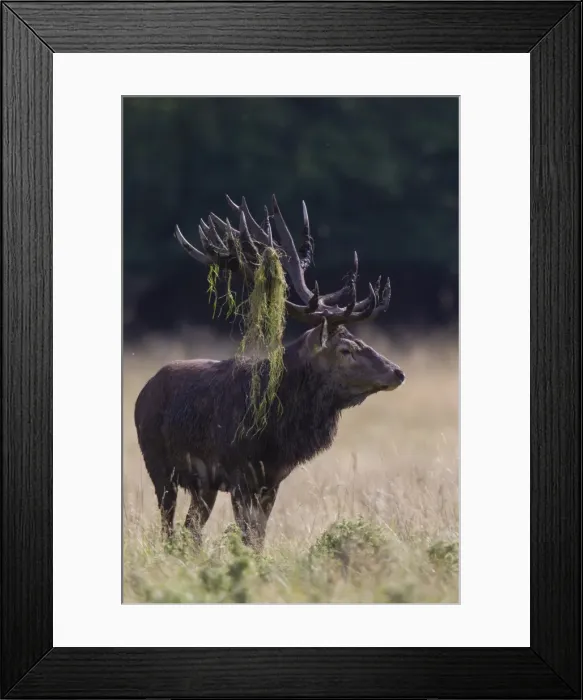 Framed Print : Picture No. 11981774 Framed Print : Picture No. 11981774