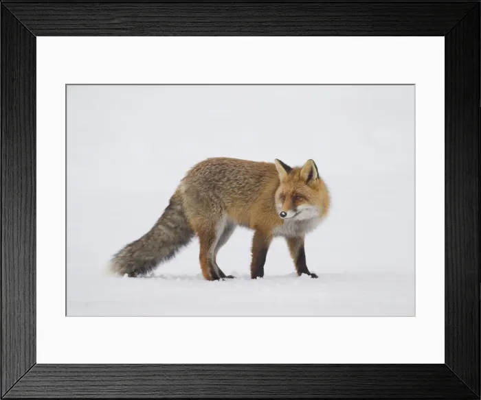 Framed Print : Picture No. 11981775 Framed Print : Picture No. 11981775