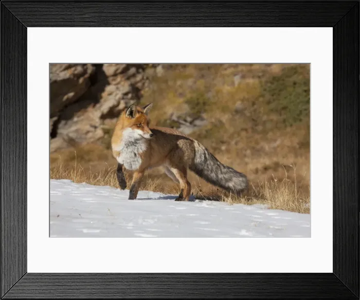 Framed Print : Picture No. 11981776 Framed Print : Picture No. 11981776