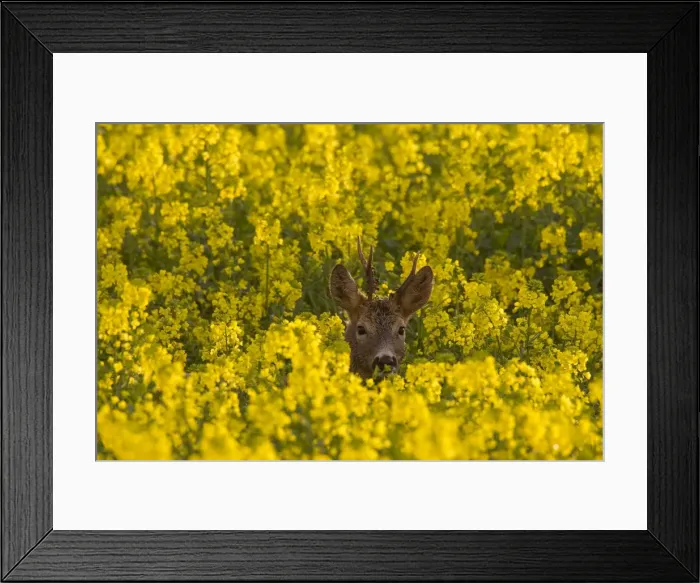 Framed Print : Picture No. 11981777 Framed Print : Picture No. 11981777