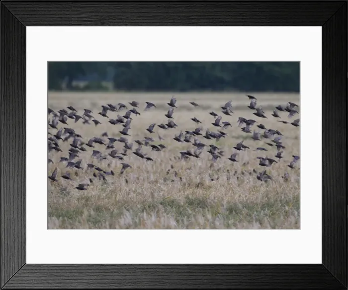 Framed Print : Picture No. 11981778 Framed Print : Picture No. 11981778