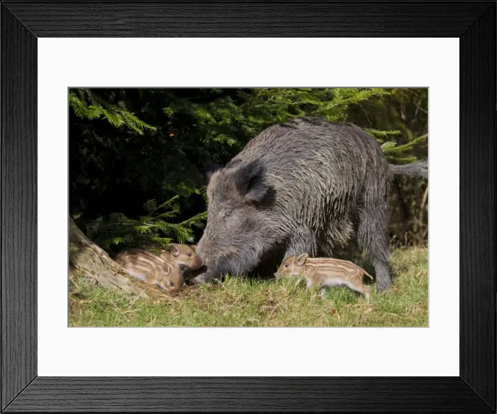 Framed Print : Picture No. 11981779 Framed Print : Picture No. 11981779