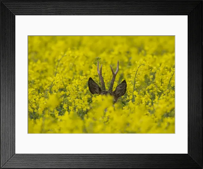 Framed Print : Picture No. 11981783 Framed Print : Picture No. 11981783