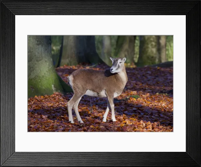 Framed Print : Picture No. 11981784 Framed Print : Picture No. 11981784