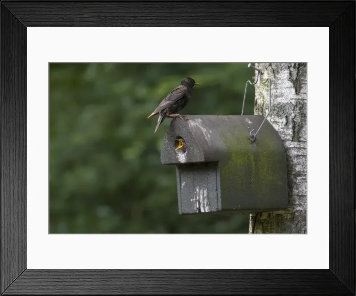 Framed Print : Picture No. 11981785 Framed Print : Picture No. 11981785