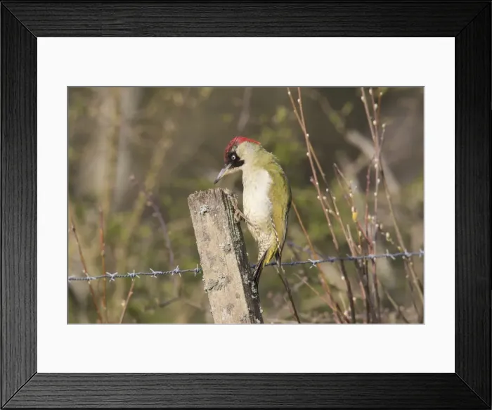 Framed Print : Picture No. 11981787